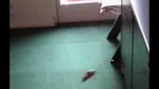 Jerboa Jumping and Running Very Fast  Crazy Animal  Super Fast Jerboa  Pokemon [upl. by Beera]