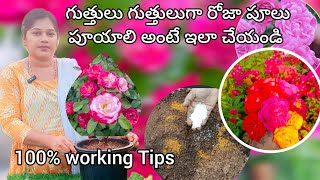 Rose plant Growing Tips  గులాబీ మొక్క కొమ్మలు బాగా వచ్చి ఎక్కువ పూలు రావాలి అంటే ఇలా చేయండి [upl. by Ettevets]