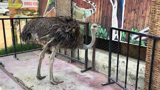 Ostrich in town [upl. by Switzer]