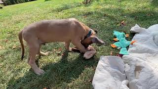 Fawn Great Dane Puppies [upl. by Nimesay]