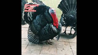 Bronze turkeyyoutube birds ll [upl. by Brightman]