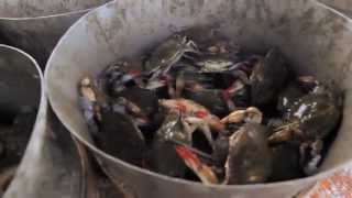 Ecosystems on the Edge Blue Crabs in Peril [upl. by Hope]