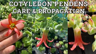 Cotyledon Pendens Cliff Cotyledon Care amp Propagation [upl. by Darrelle]