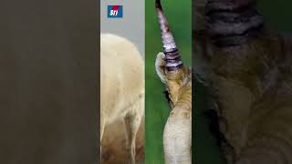 ఇలాంటి జింకలను మీరెప్పుడైనా చూశారా  animals viralvideo viralshort trendingshorts trending [upl. by Yardley170]