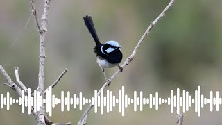 Superb Fairywren Call  Australian Bird Sounds amp Songs [upl. by Kcireddor401]