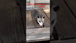 Playing Possum possum possums cuteanimal [upl. by Amathiste]