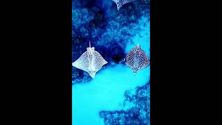 Spotted eagle ray Aetobatus narinari [upl. by Fujio]