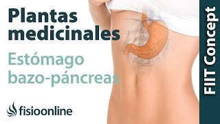 Todas las plantas medicinales para estómago y bazopáncreas [upl. by Alena540]