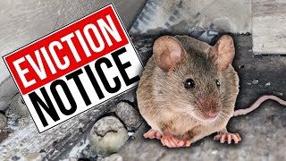 How to Get Rid of Mice  Find and Block Mouse Holes in Your House [upl. by Oiraved520]