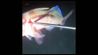 NIGHT SPEARFISHING 😱😱 [upl. by Loggia19]