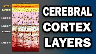 Cerebral Cortex Layers [upl. by Esinereb]