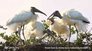 Wood Stork Nesting Colony Sounds [upl. by Nesila]