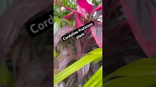 Cordyline fruticosa plantplanting gardening [upl. by Seroka888]