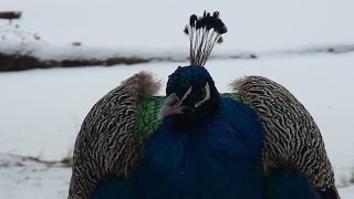 Tierpark Hagenbeck im Winter [upl. by Delinda545]