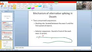 Dscam  Alternative splicing [upl. by Leff]