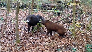 Wild Boar FaceOff With Fighting Distress Calls [upl. by Olds]