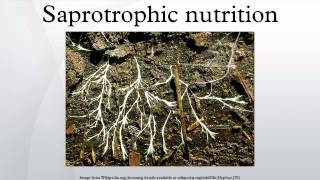 Saprotrophic nutrition [upl. by Alol438]