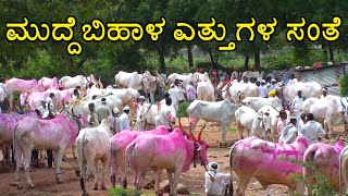 Muddebihal bulls market  Every Thursday [upl. by Ahsyekat472]