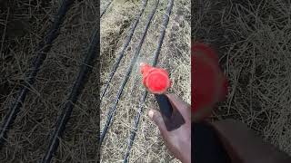 How to spray fungicide on onion nursery 9 days old [upl. by Ocker39]