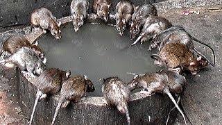 Indien  Rajasthan  Die Heiligen Ratten im Karni Mata Tempel  Deshnoke [upl. by Eerized]