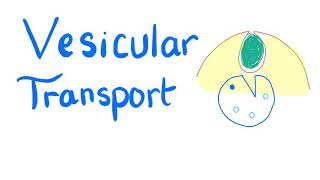 Vesicular Transport  Endocytosis and Exocytosis  Cell Physiology [upl. by Viguerie232]