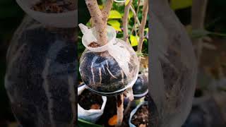 Root propagation in plat ficusplant redmachera chinadol and rubber plant rubberplant [upl. by Roswell]