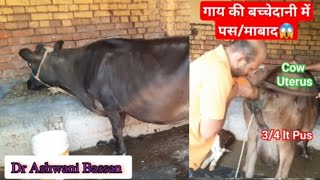 💥Pyometra in Cow 👉Symptoms amp Treatment👌Artificial insemination in same cattle  Dr Ashwani Bassan [upl. by Aruasi519]