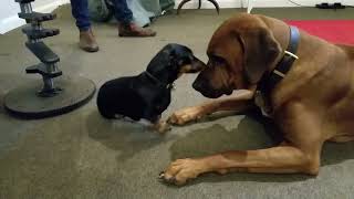 Rhodesian Ridgeback vs Miniature Dachshund Ridgeback special move [upl. by Packer]