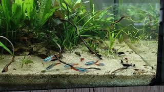 Mini Forest neon tetra feeding frenzy🍴🐠 [upl. by Wsan]