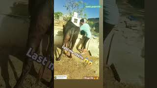 bannibuffelo farm PritamsankhlaRajputpriyankadinuvlogs4789farmingyogiyadavdairyfarm490 [upl. by Mackenie]