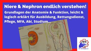 PRÜFUNGSSTOFF Niere amp Nephron Lernvideo einfach amp ausführlich erklärt Rettung Pflege Medi amp Co [upl. by Etat]