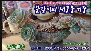 다육이 분갈이의 새로운 기준 트라이와 함께하세요 트라이 3포 5만원 💕윤지희사주까페 01062718978 [upl. by Aicen]