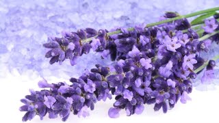 Lavanda planta medicinal de propiedades calmantes [upl. by Nola]