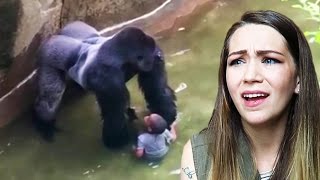 MOM REACTS TO CINCINNATI ZOO GORILLA INCIDENT [upl. by Loesceke]