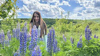 A beautiful lupine in the forest what the flowers look like and how they grow [upl. by Ahsuatal812]