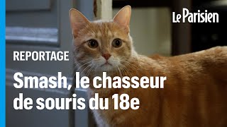 « Il fait le ménage »  Smash le chasseur de souris de la mairie du XVIIIe arrondissement [upl. by Dlared213]