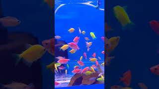 Aquarium ke liye best information 😱aquarium fishtank fish tricks [upl. by Boycey]