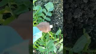 pivar desi 💥🌱❤️ farming vlog villager [upl. by Yllet]