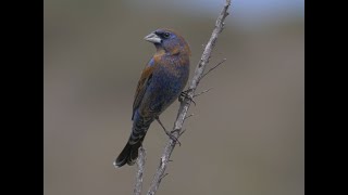 HDObservations  Blue Grosbeak 4K UHD [upl. by Suoivatco]