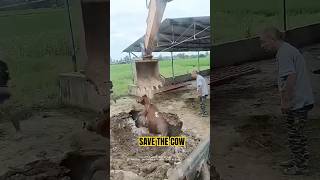 Save the cow excavator save [upl. by Eimrej]