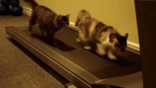 Gatti sul Tapis Roulantallenamento o divertimento [upl. by Hcelemile]