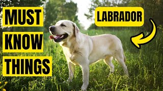 Labrador Retriever ups and downs you don’t know [upl. by Korney]