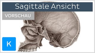 Schädel Sagittale Ansicht Vorschau  Kenhub [upl. by Ysnap]