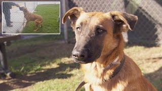 Dog Thrilled To See Owners At Shelter But Theyre There To Adopt Different Dog [upl. by Enom]