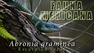 Abronia graminea  Fauna de México [upl. by Elvah]