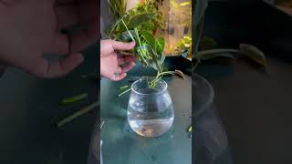 Philodendron Melanochrysum plants houseplant propagation propagation indoorplants plant [upl. by Ezaria581]