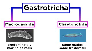 Phylum Gastrotricha Hairybellies [upl. by Atiuqer]