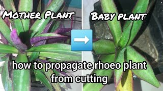 How to Propagate Rhoeo plant  Propagation of Rhoeo plant  Plant caregiver [upl. by Elleirua]