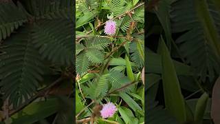 Mimosa pudica creeping annual perennial flowering mimosapudica wildflowers wildplant nature [upl. by Bertram]