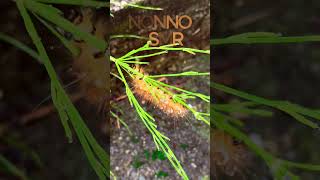 ASMR PINE CATERPILLARS A PEST THAT EATS AWAY AT PINE LEAVES AND CAUSES GREAT DAMAGEanimalsnewfun [upl. by Aliab]